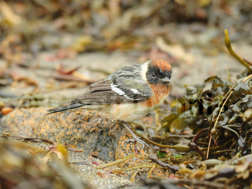 BBWA-AN_Bay-breasted-Warbler
