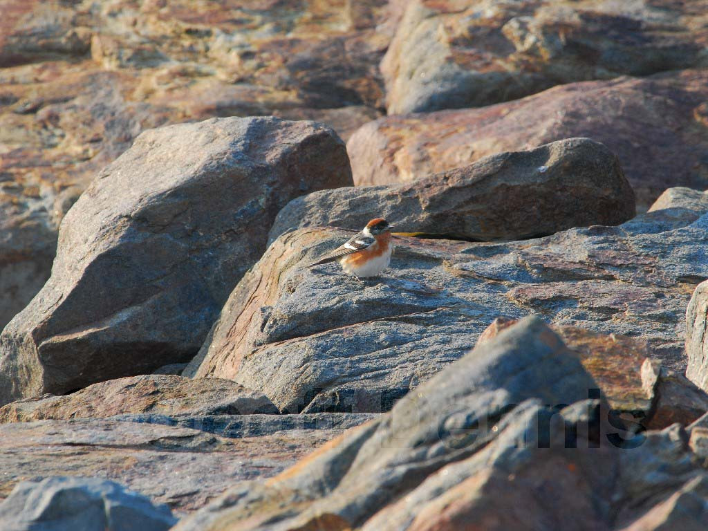 BBWA-AO_Bay-breasted-Warbler