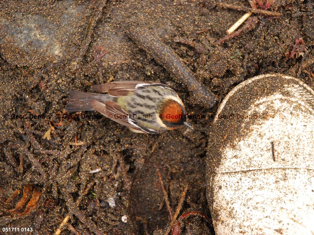 BBWA-AQ_Bay-breasted-Warbler