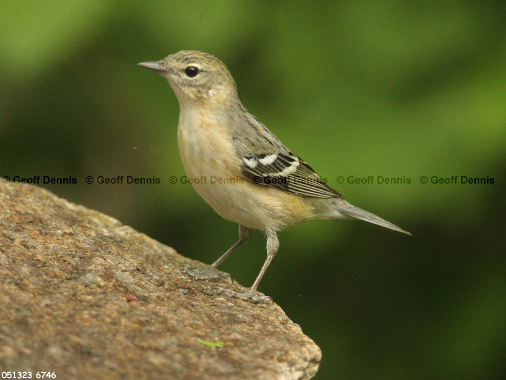 BBWA-AS_Bay-breasted-Warbler