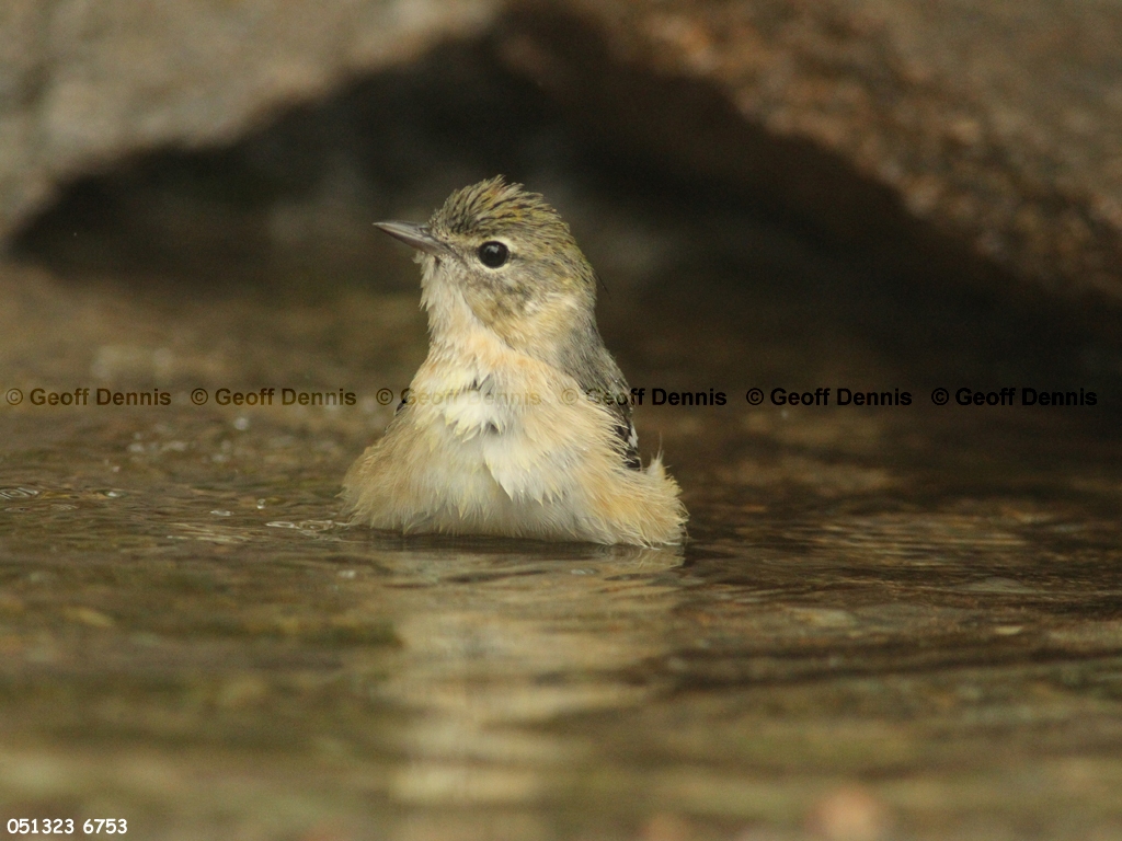 BBWA-AT_Bay-breasted-Warbler