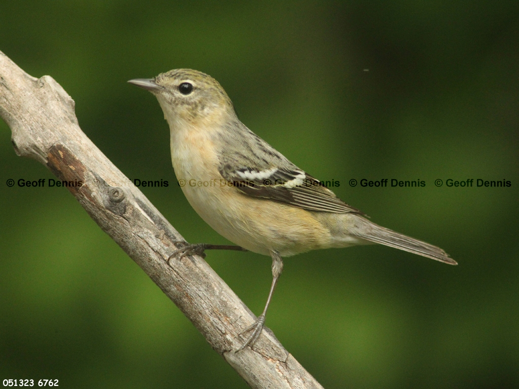 BBWA-AV_Bay-breasted-Warbler