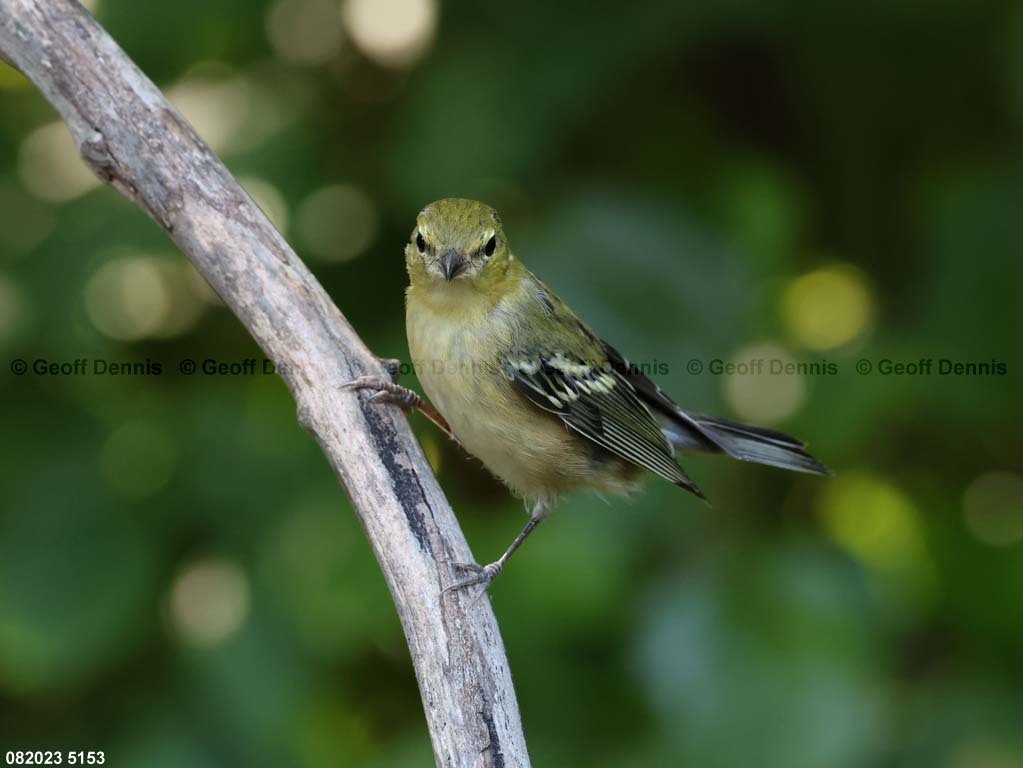 BBWA-AW_Bay-breasted-Warbler