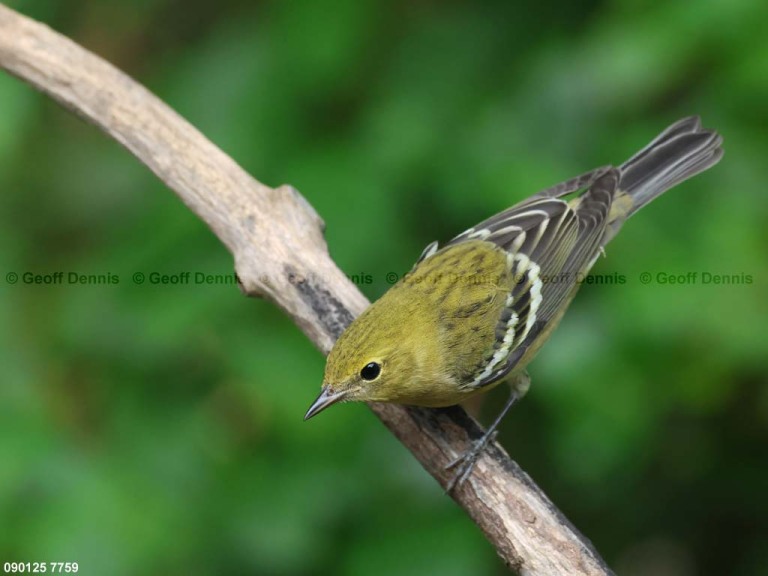 BBWA-AX_Bay-breasted-Warbler