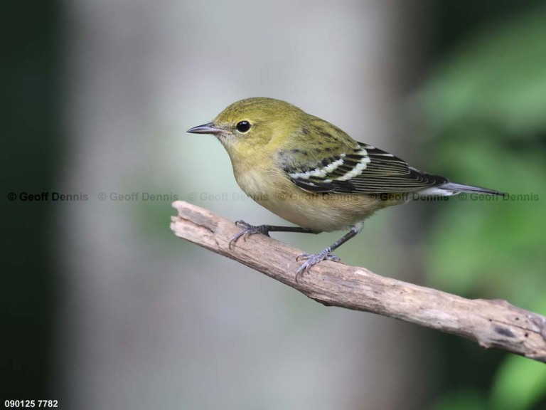 BBWA-AY_Bay-breasted-Warbler