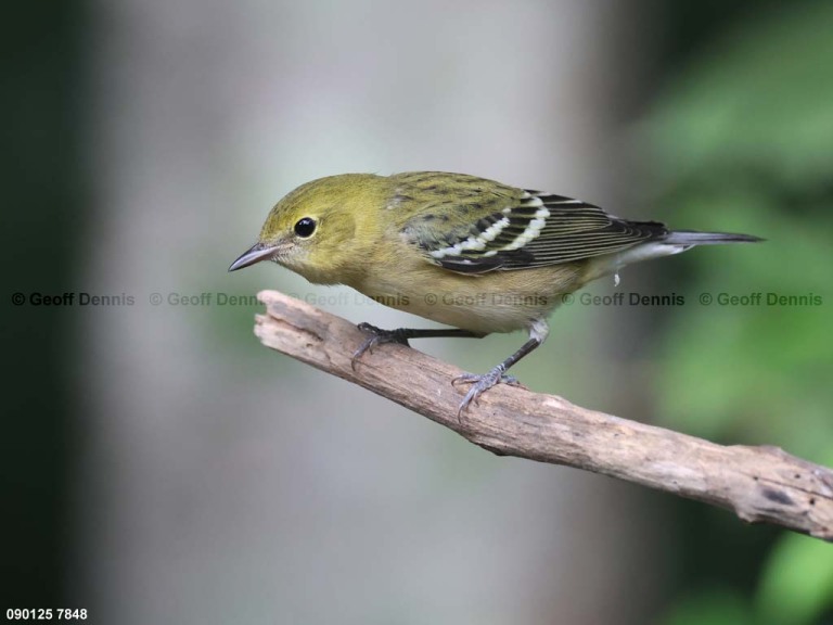 BBWA-AZ_Bay-breasted-Warbler