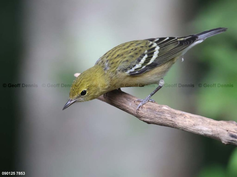 BBWA-BA_Bay-breasted-Warbler