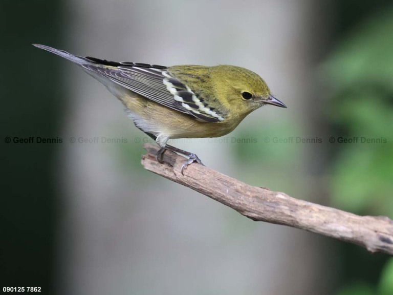 BBWA-BB_Bay-breasted-Warbler