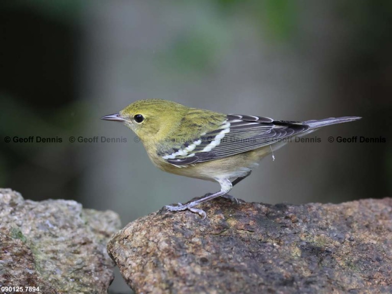 BBWA-BC_Bay-breasted-Warbler