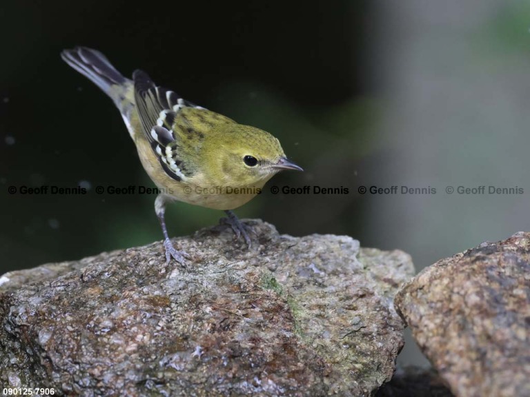BBWA-BD_Bay-breasted-Warbler