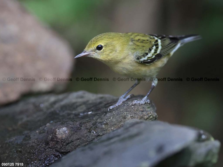 BBWA-BE_Bay-breasted-Warbler