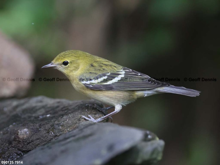 BBWA-BF_Bay-breasted-Warbler
