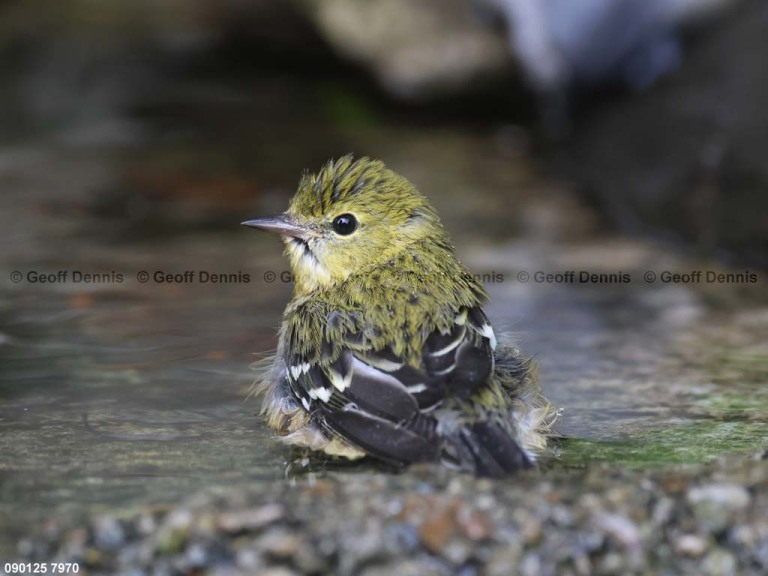 BBWA-BG_Bay-breasted-Warbler