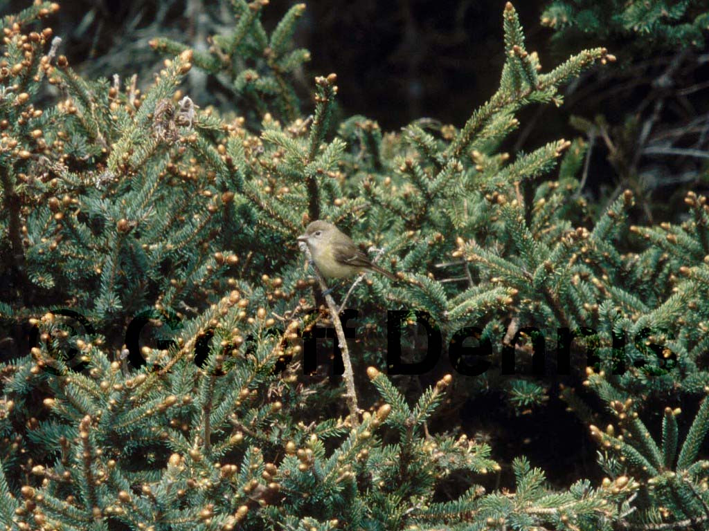 BEVI-AA_Bells-Vireo