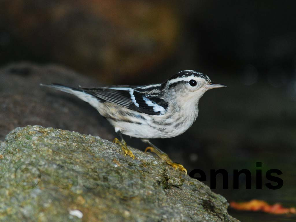 BAWW-AA_Black-and-white-Warbler