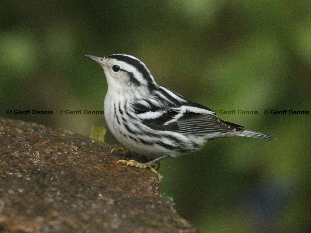 BAWW-AB_Black-and-white-Warbler