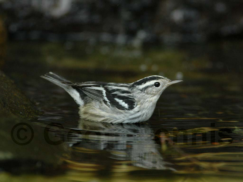 BAWW-AC_Black-and-white-Warbler