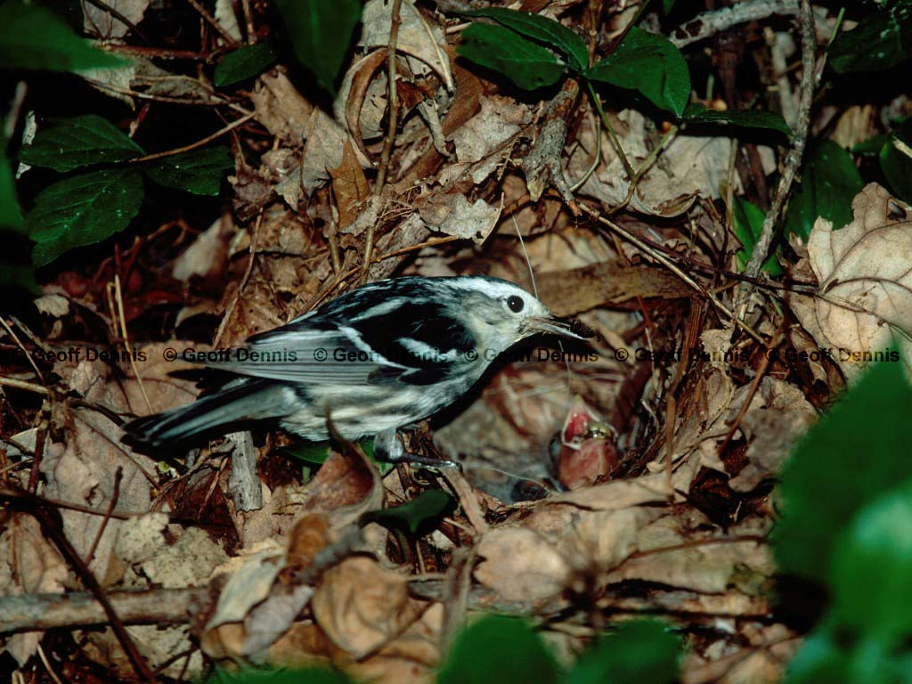 BAWW-AD_Black-and-white-Warbler