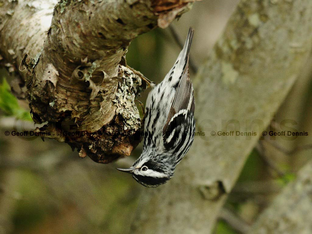 BAWW-AE_Black-and-white-Warbler