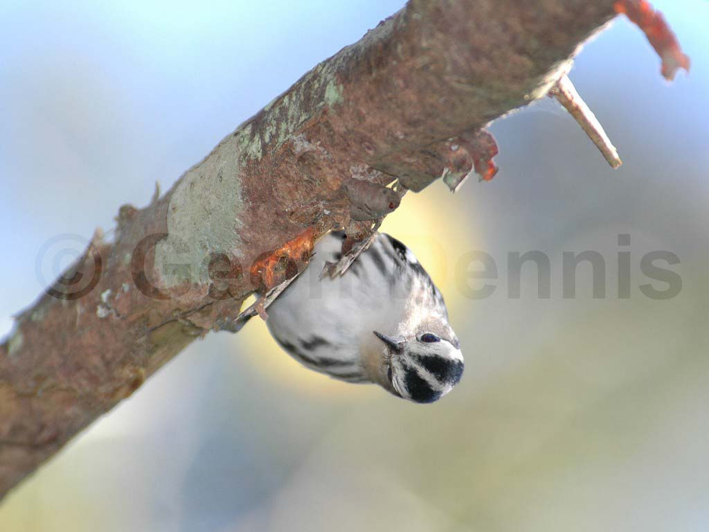 BAWW-AF_Black-and-white-Warbler