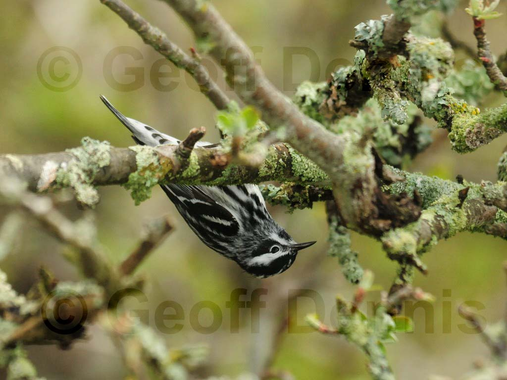 BAWW-AG_Black-and-white-Warbler