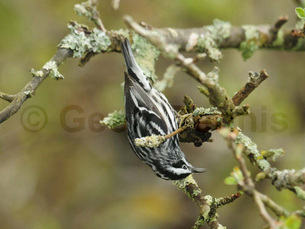 BAWW-AH_Black-and-white-Warbler