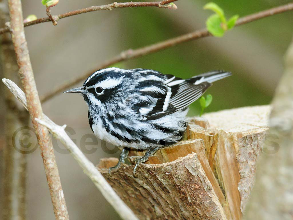 BAWW-AI_Black-and-white-Warbler