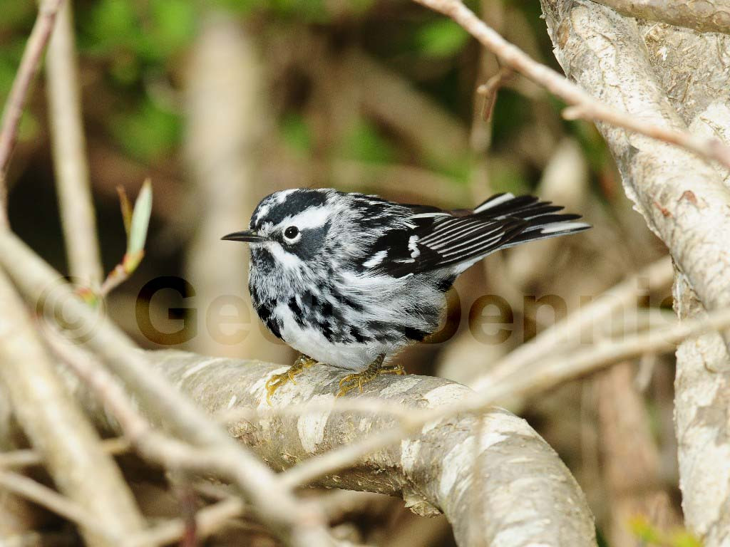 BAWW-AJ_Black-and-white-Warbler
