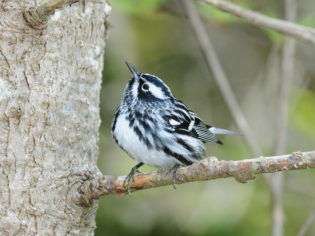 BAWW-AK_Black-and-white-Warbler