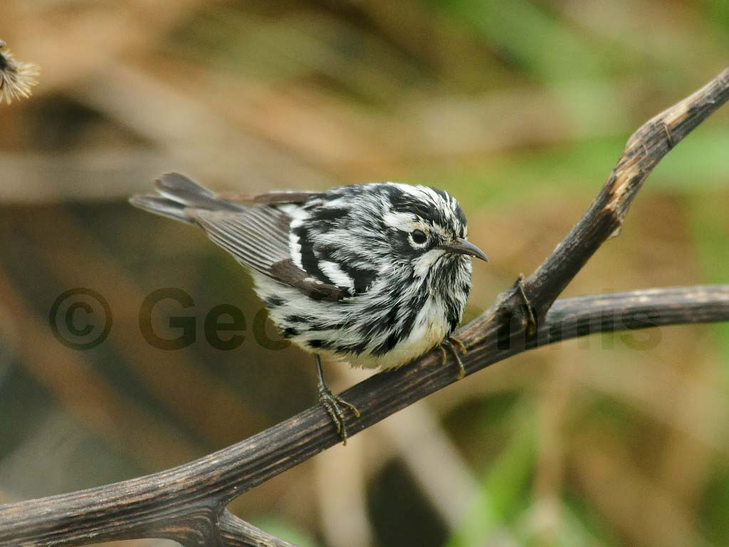 BAWW-AL_Black-and-white-Warbler