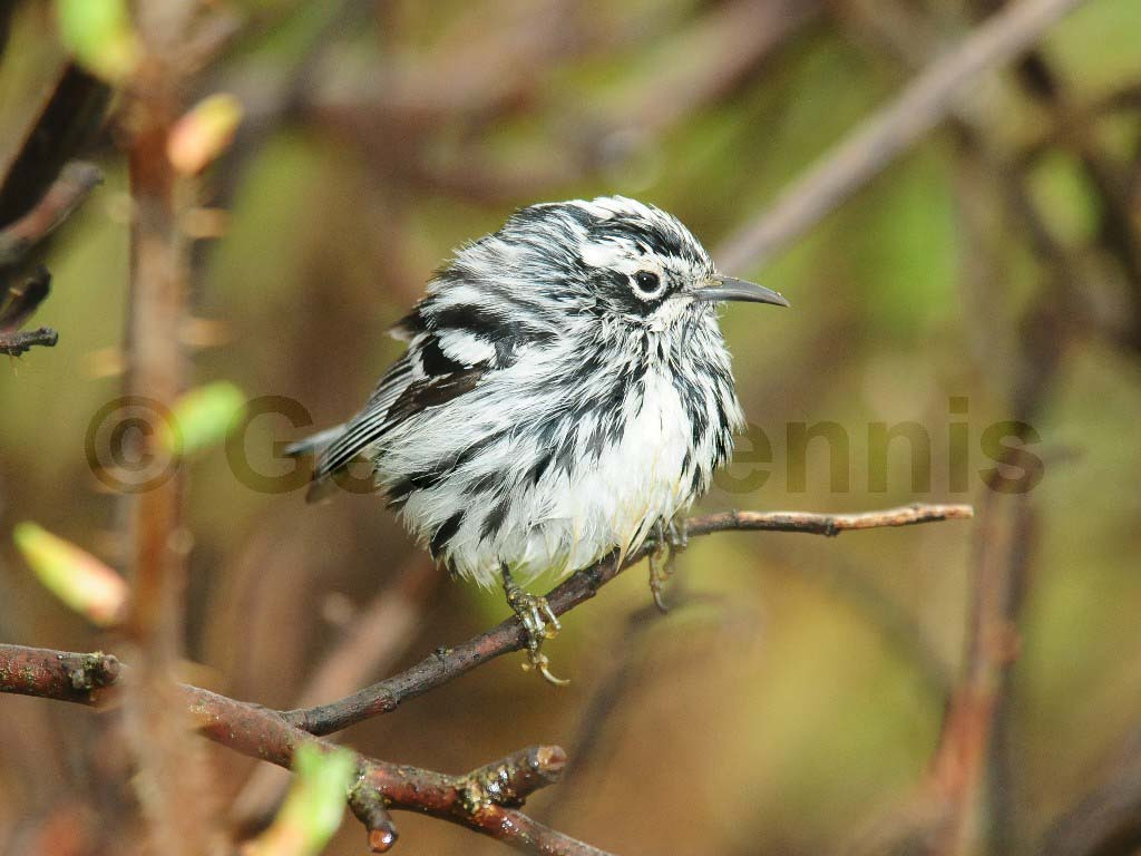 BAWW-AM_Black-and-white-Warbler