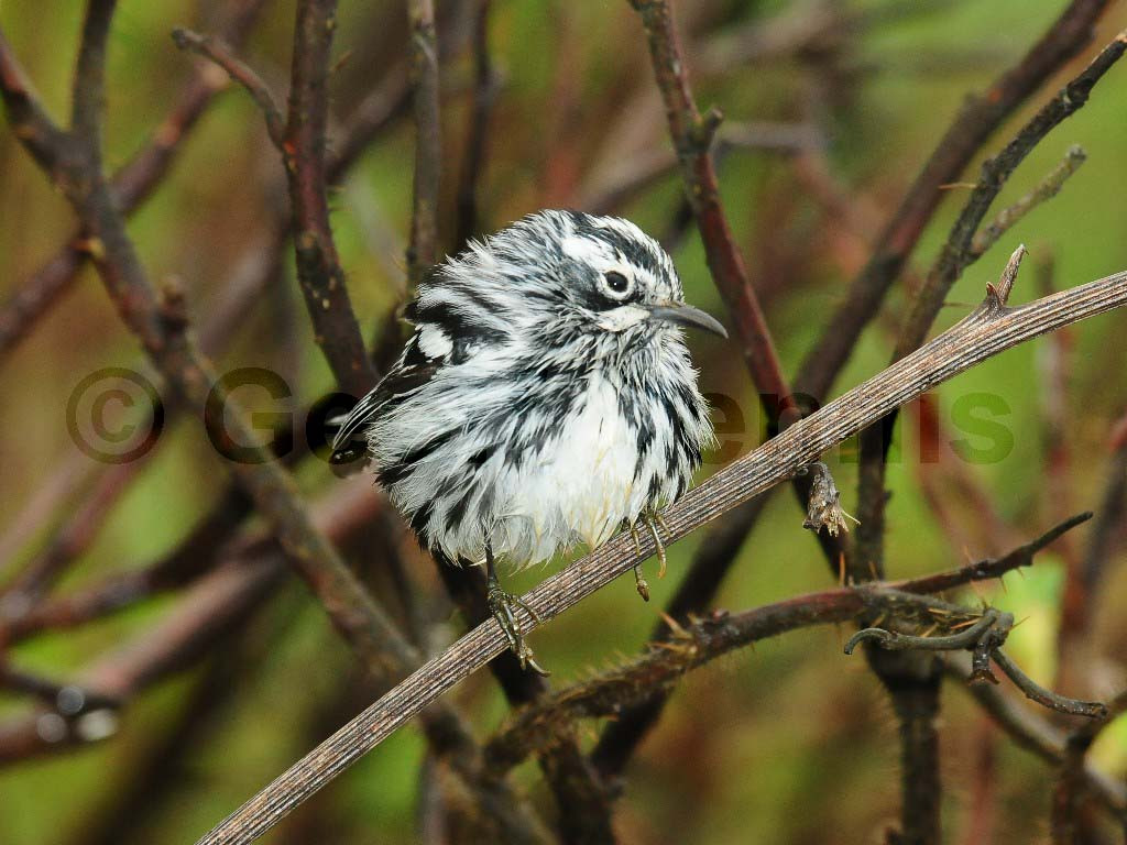 BAWW-AN_Black-and-white-Warbler