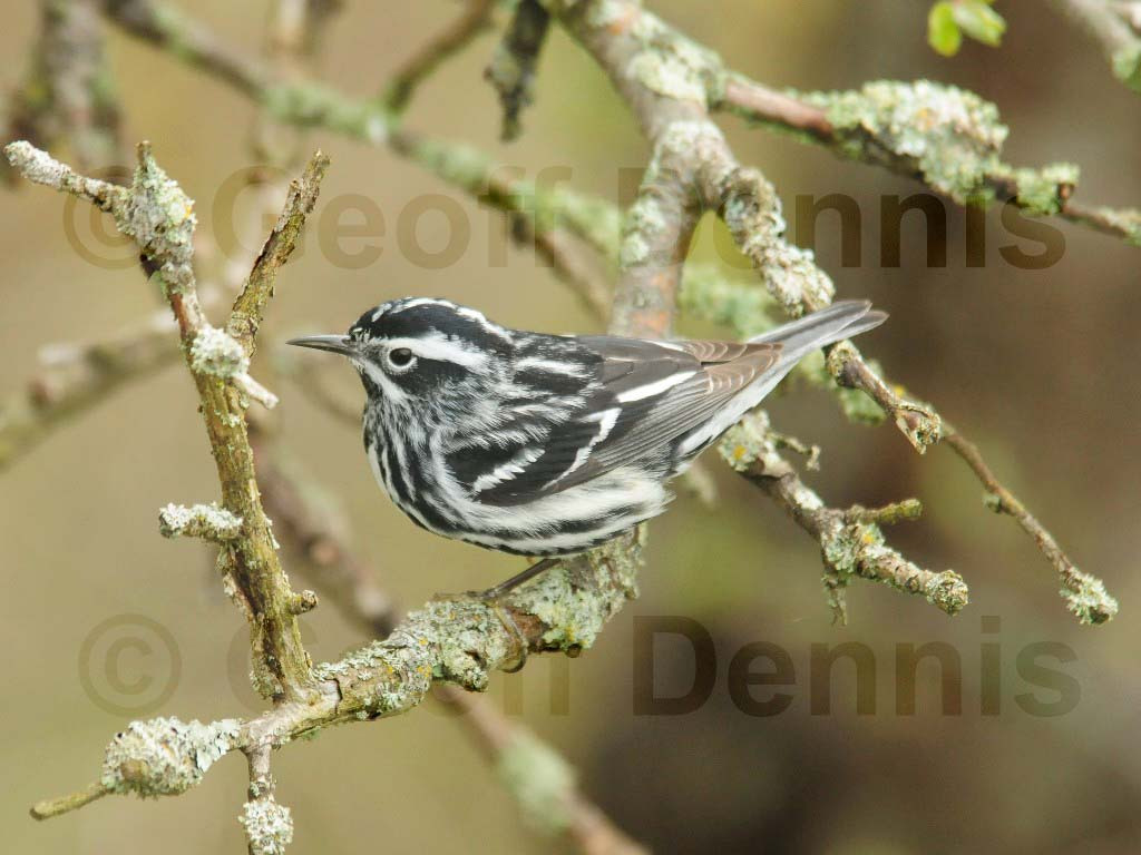 BAWW-AO_Black-and-white-Warbler