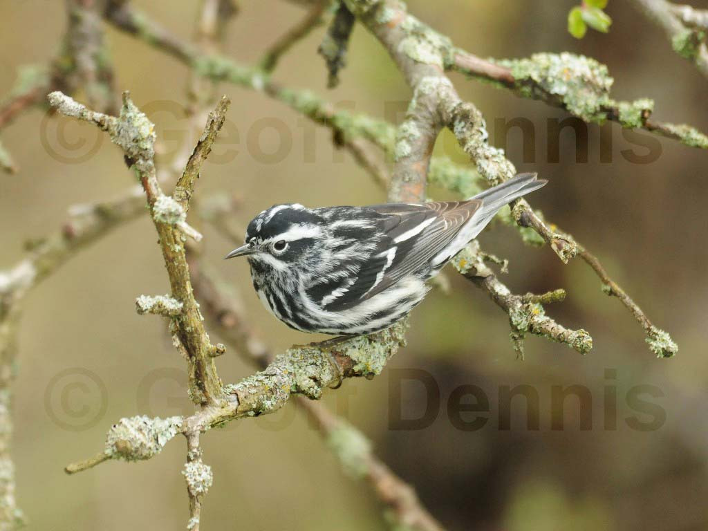 BAWW-AP_Black-and-white-Warbler