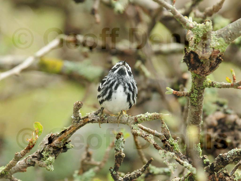 BAWW-AQ_Black-and-white-Warbler