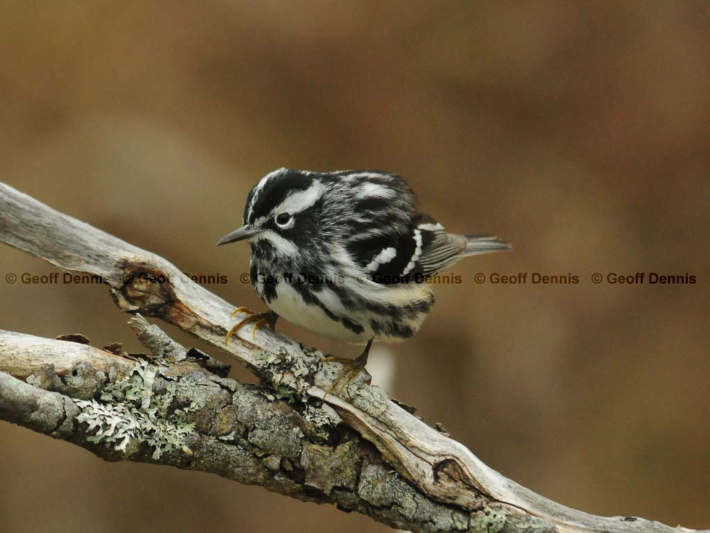 BAWW-AR_Black-and-white-Warbler
