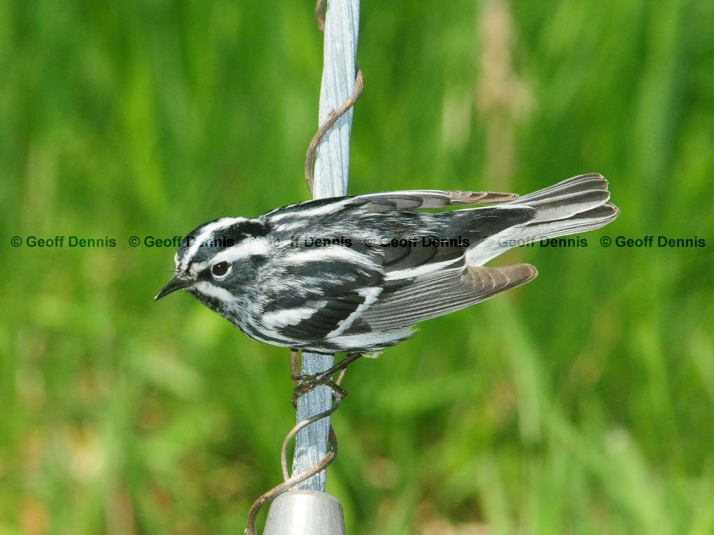 BAWW-AS_Black-and-white-Warbler