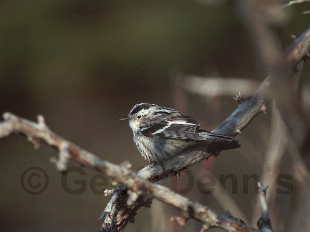 BAWW-AT_Black-and-white-Warbler