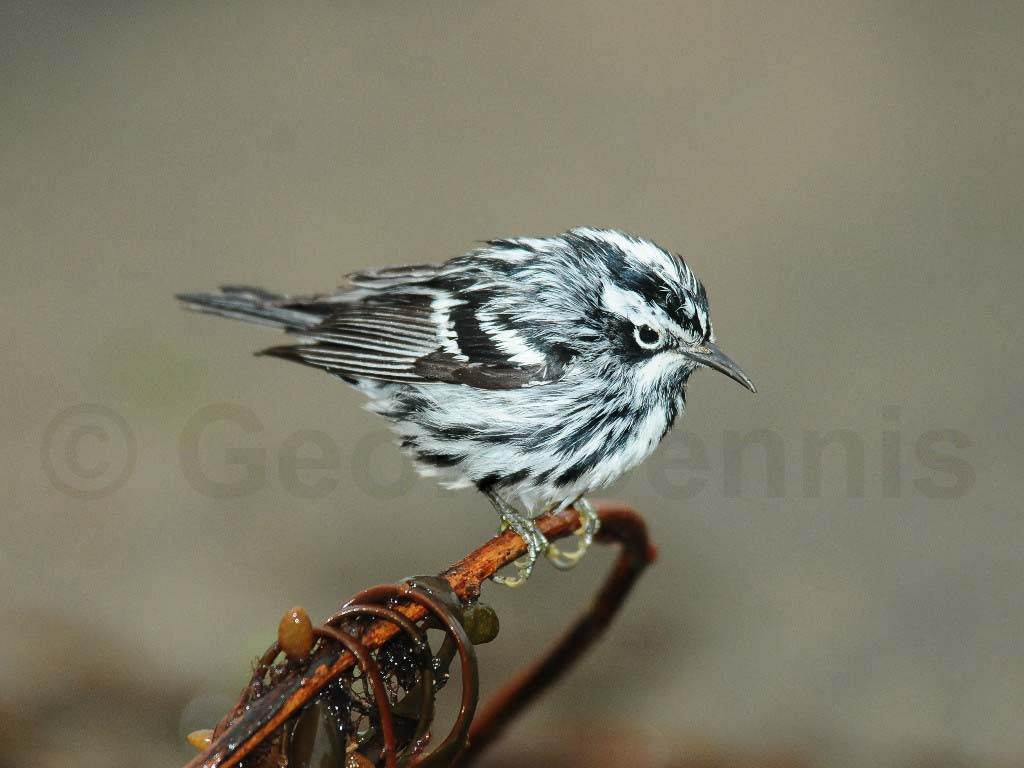 BAWW-AU_Black-and-white-Warbler