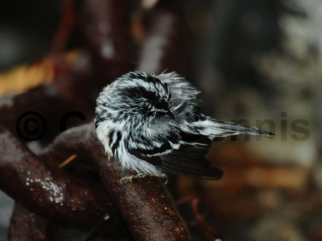 BAWW-AV_Black-and-white-Warbler