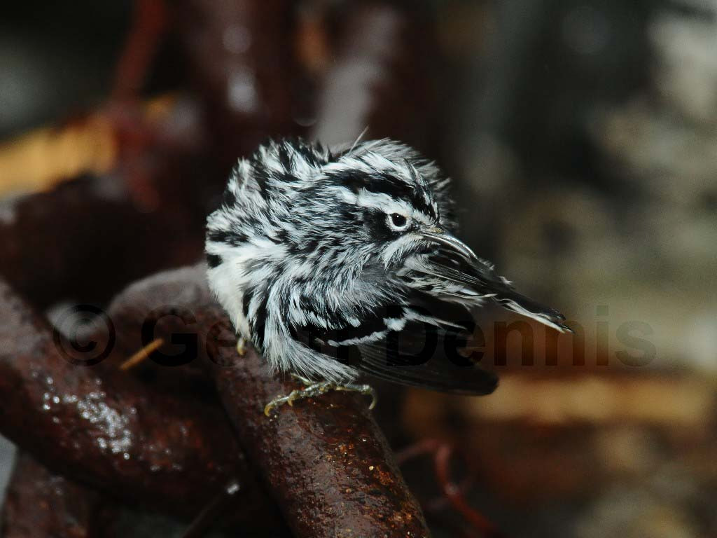 BAWW-AW_Black-and-white-Warbler