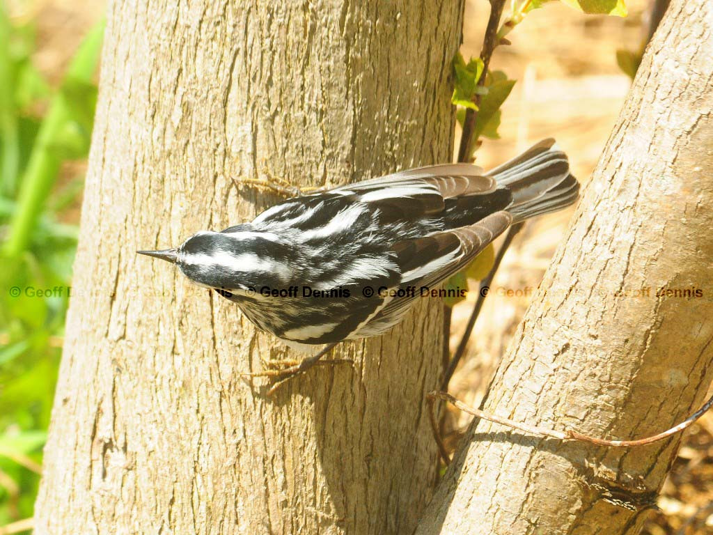 BAWW-AX_Black-and-white-Warbler