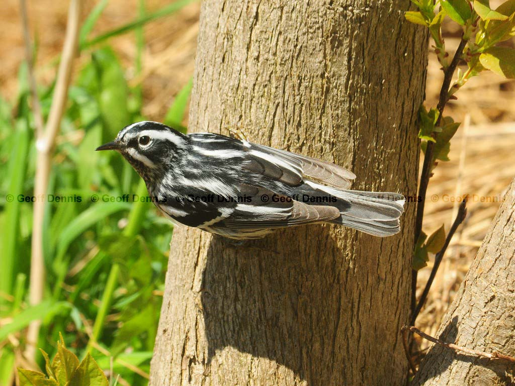 BAWW-AY_Black-and-white-Warbler