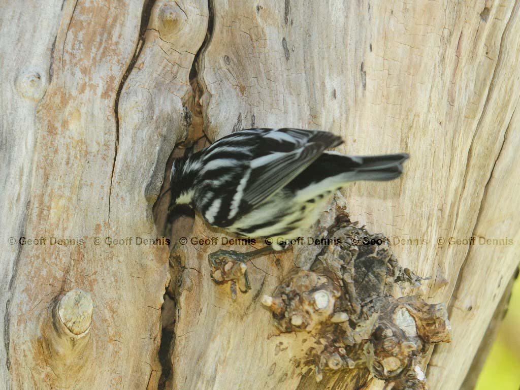 BAWW-AZ_Black-and-white-Warbler