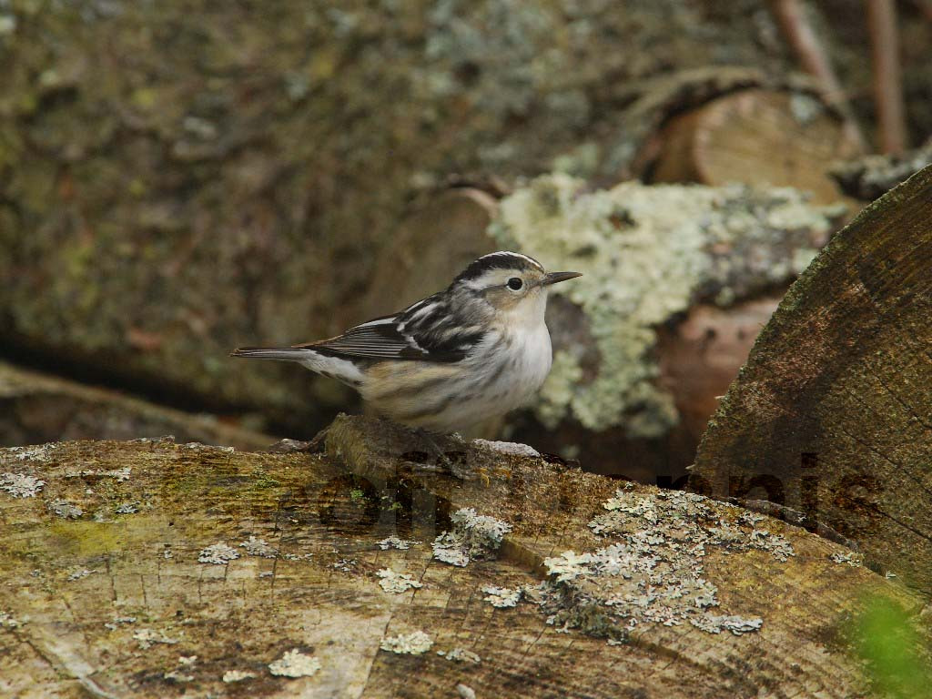 BAWW-BA_Black-and-white-Warbler