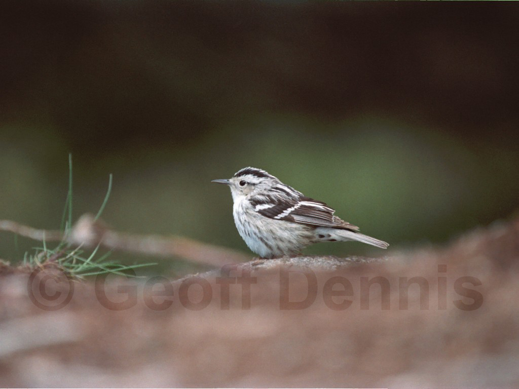 BAWW-BB_Black-and-white-Warbler