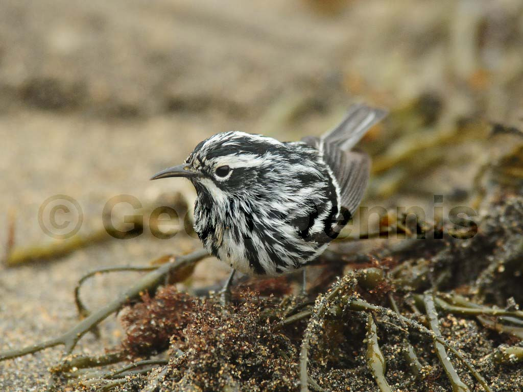 BAWW-BC_Black-and-white-Warbler