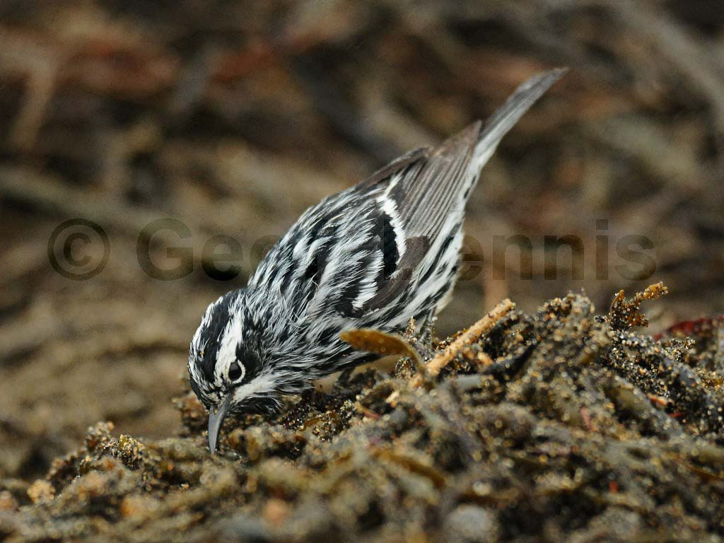 BAWW-BD_Black-and-white-Warbler