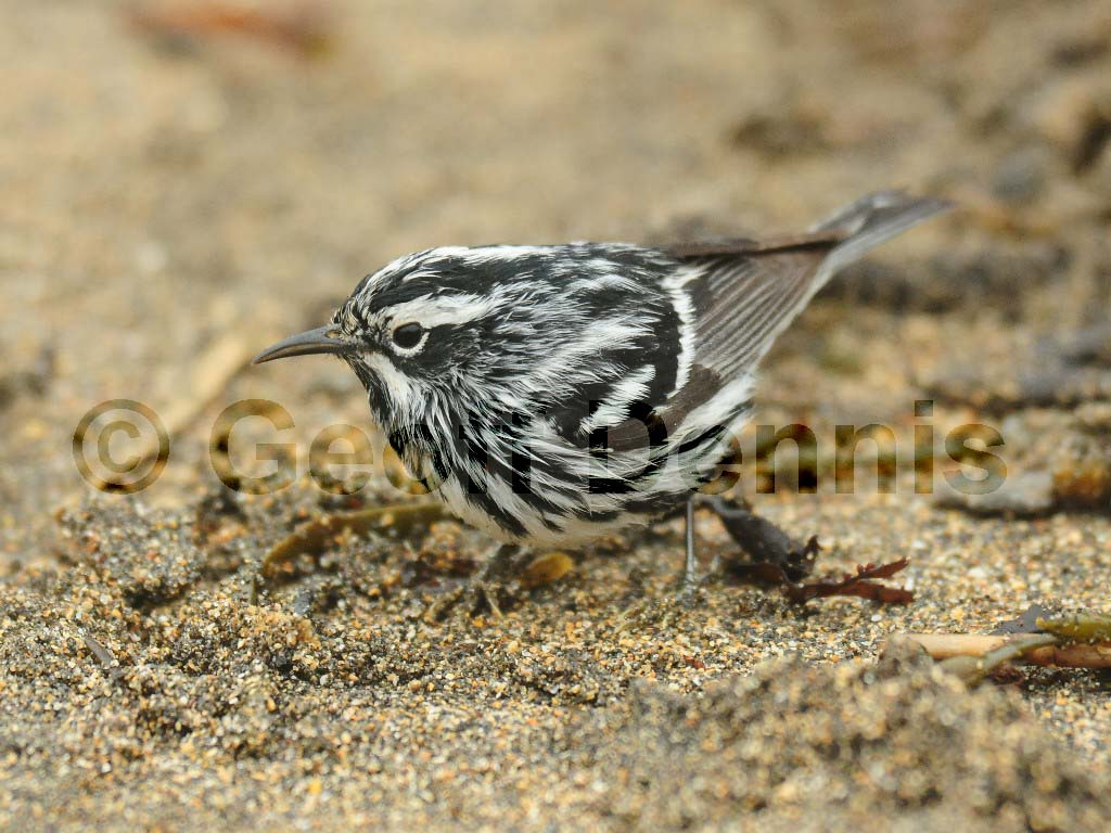 BAWW-BE_Black-and-white-Warbler