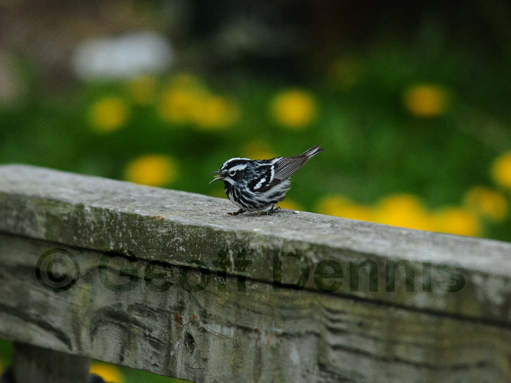 BAWW-BF_Black-and-white-Warbler